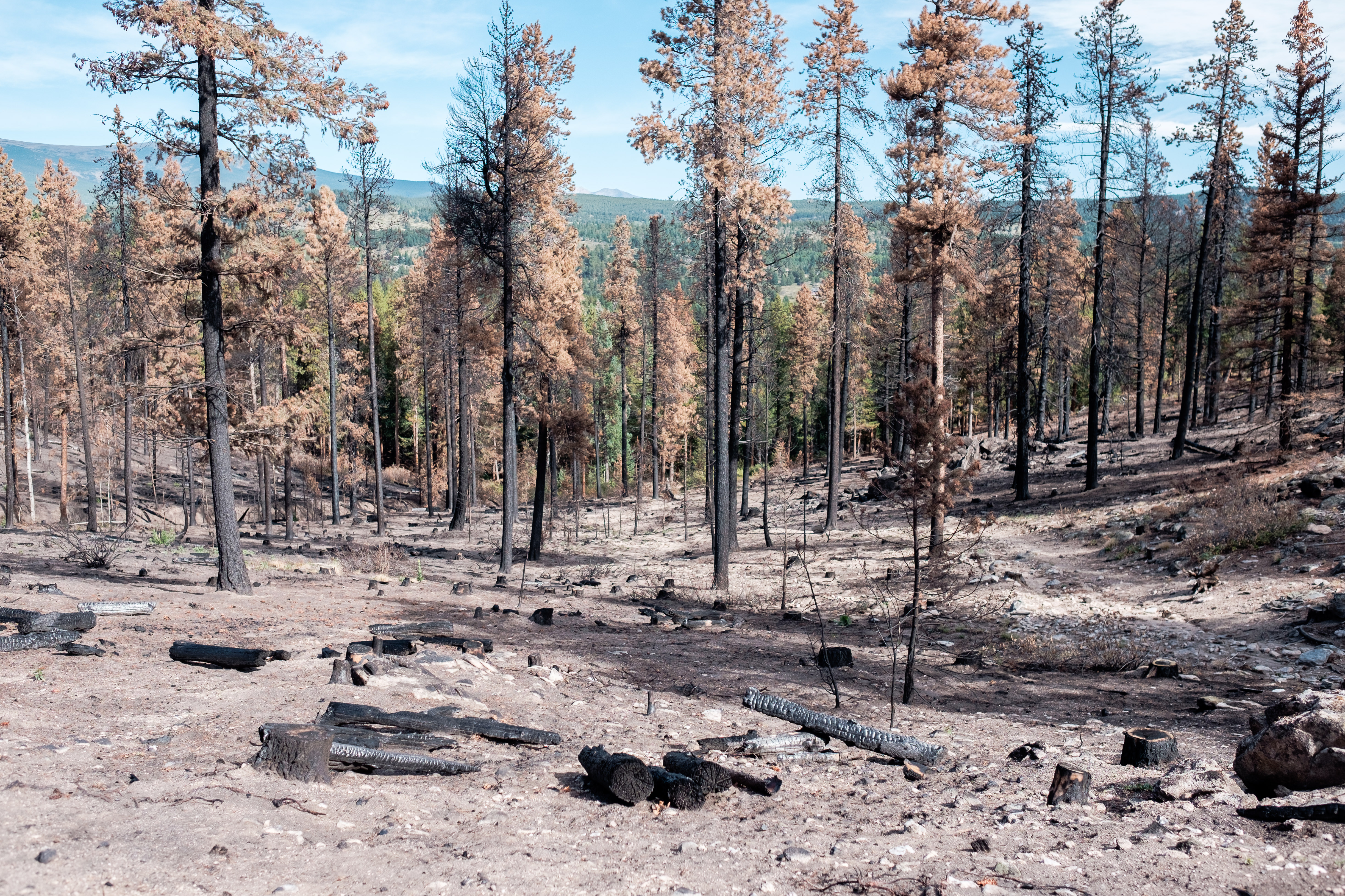 Burned trees after the Cold Springs wildfire.