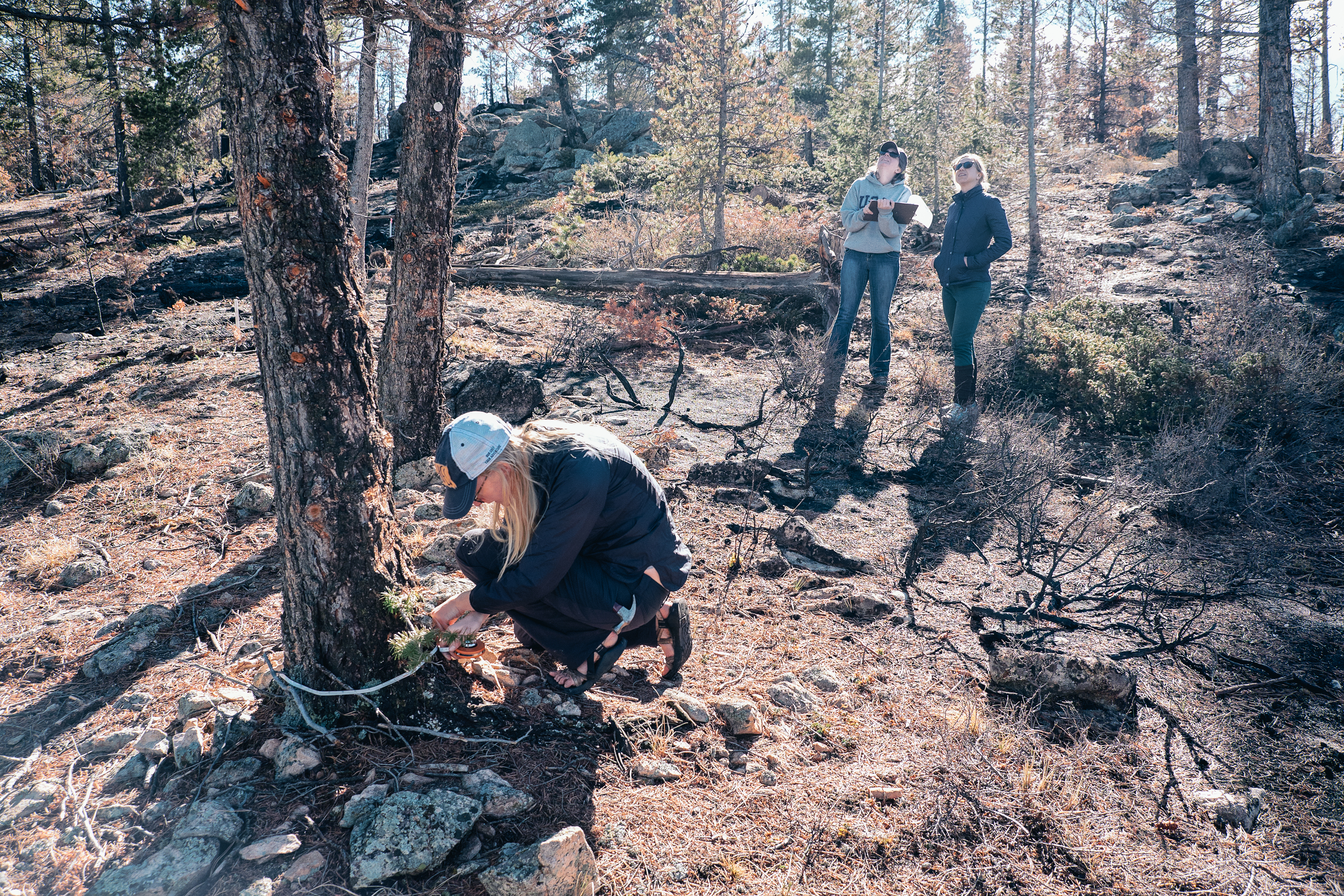 CU Boulder students perform fieldwork at the site of the Cold Springs Fire.