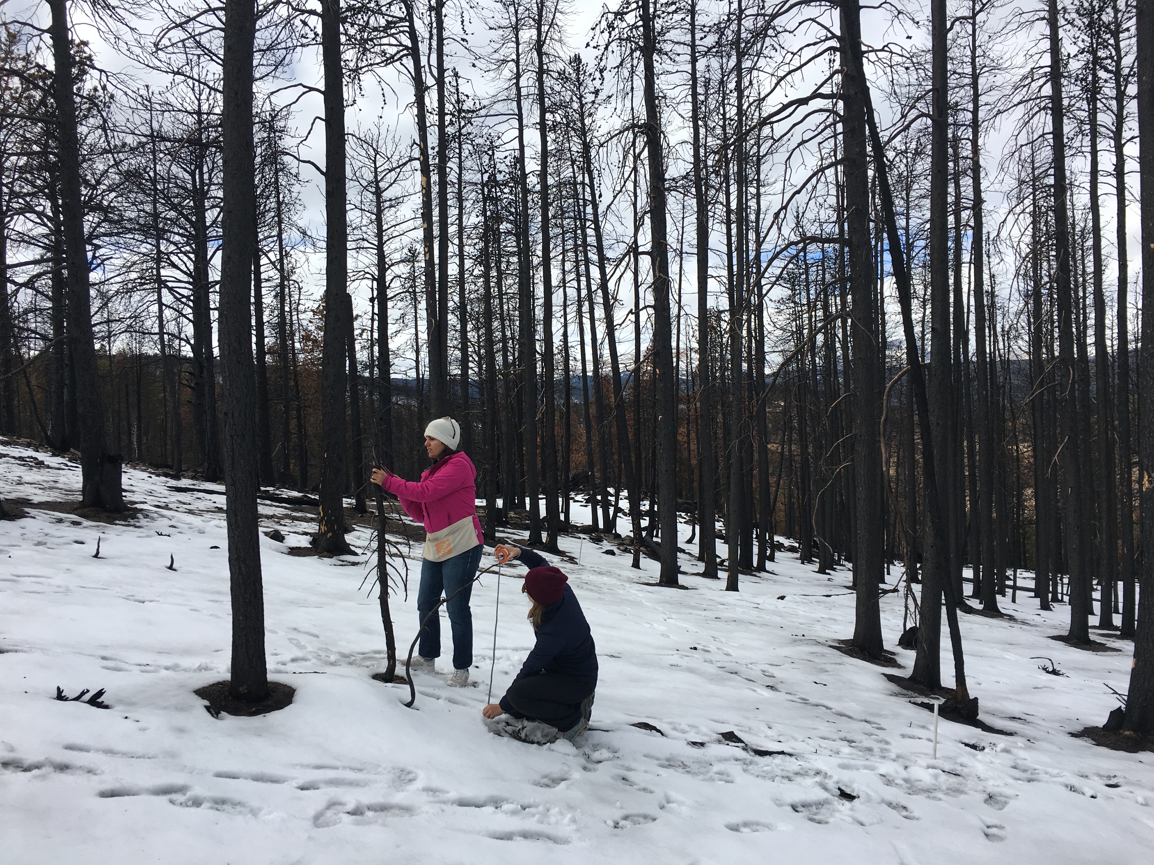 CU Boulder students perform fieldwork at the site of the Cold Springs Fire.
