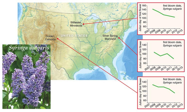 Changes in the date of first bloom across the U.S. for lilacs.
