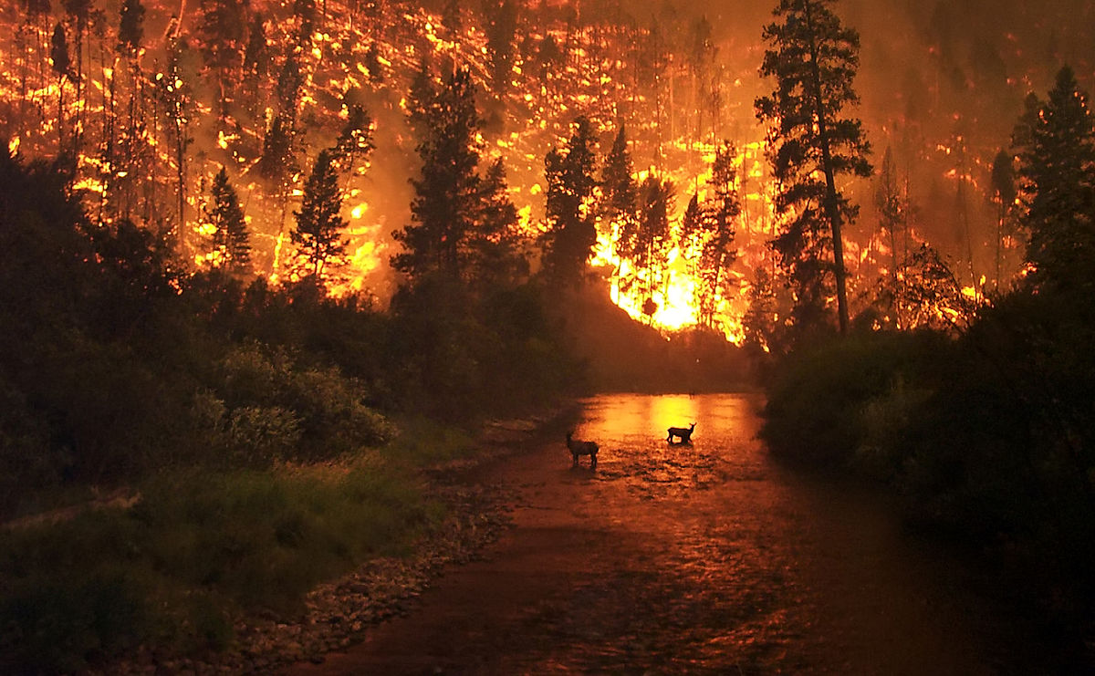 Two elk flee from a wildfire into a river in this photo of Bitterroot National Forest, Montana.