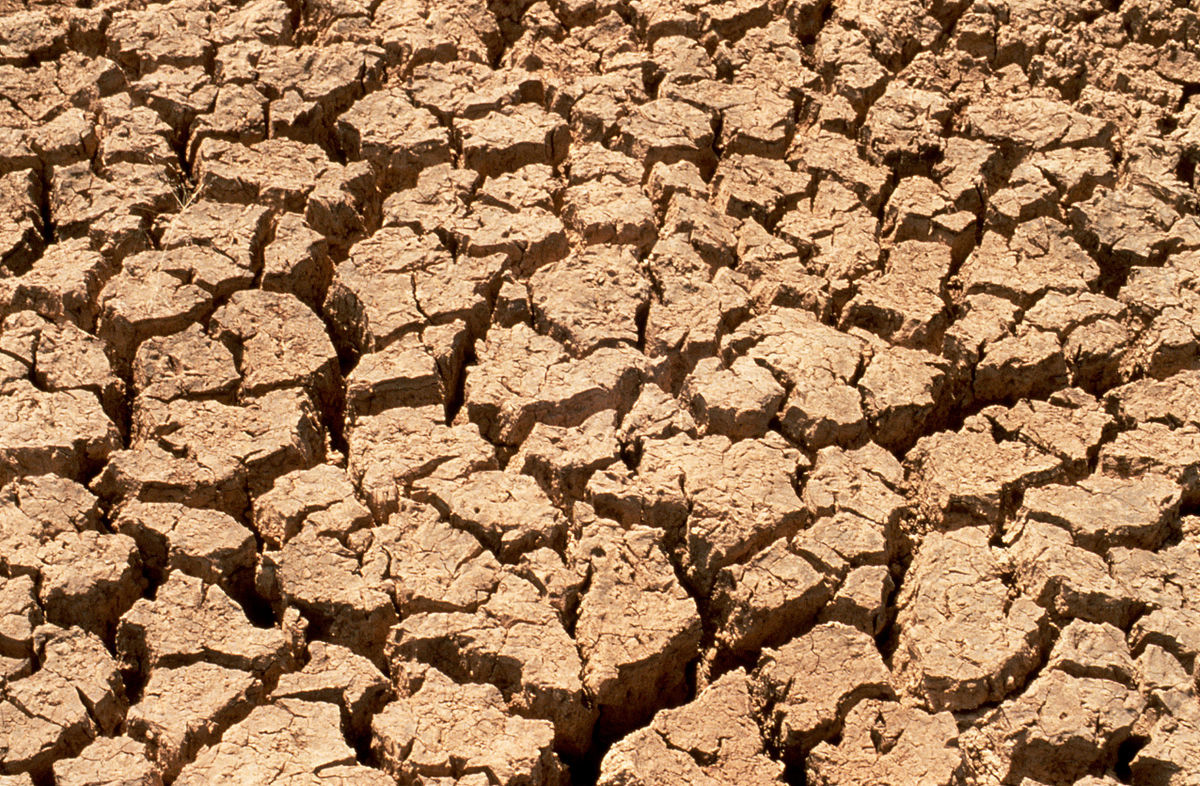 Dry, compacted soil during a drought 